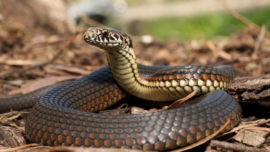 <div class="paragraphs"><p>Representative image of snake.</p></div>