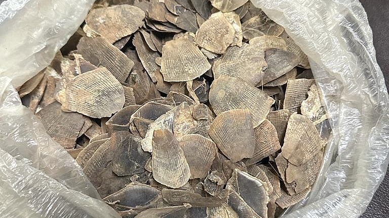 <div class="paragraphs"><p>Tiger skin recovered by police at Azara near Guwahati in Assam recently<strong>. </strong></p></div>