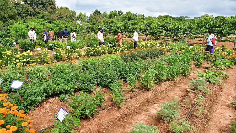 <div class="paragraphs"><p>Gandhi Krishi Vigyan Kendra.</p></div>