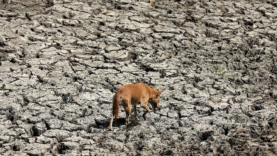 <div class="paragraphs"><p>A dog walks on the dried up bed of a lake. </p></div>