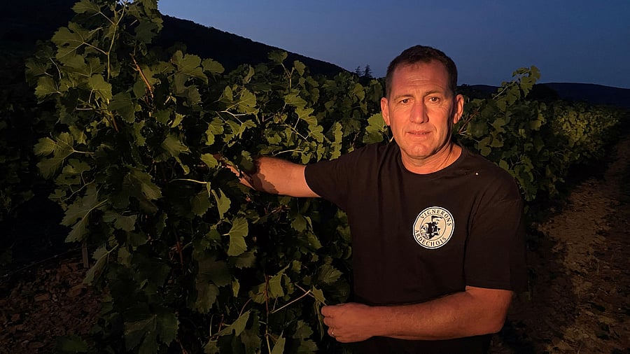 <div class="paragraphs"><p>President of wine making cooperative in a French vineyard during a night harvest.</p></div>
