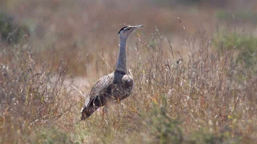 <div class="paragraphs"><p>The Great Indian Bustard.</p></div>