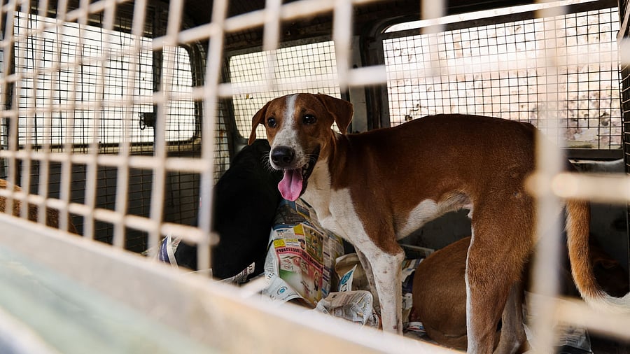 <div class="paragraphs"><p>Representative image of a stray dog.</p></div>