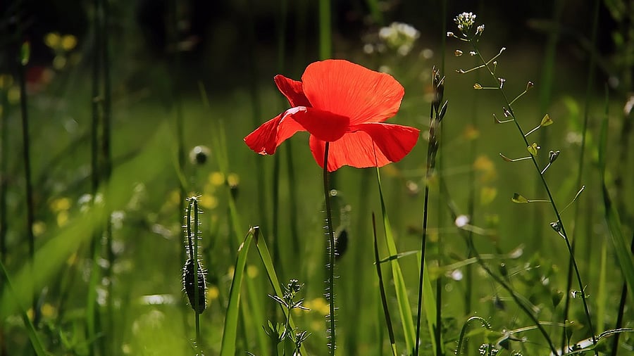 <div class="paragraphs"><p>Representative image. <br></p></div>