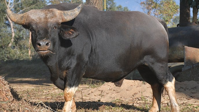 <div class="paragraphs"><p>Mithun. </p></div>