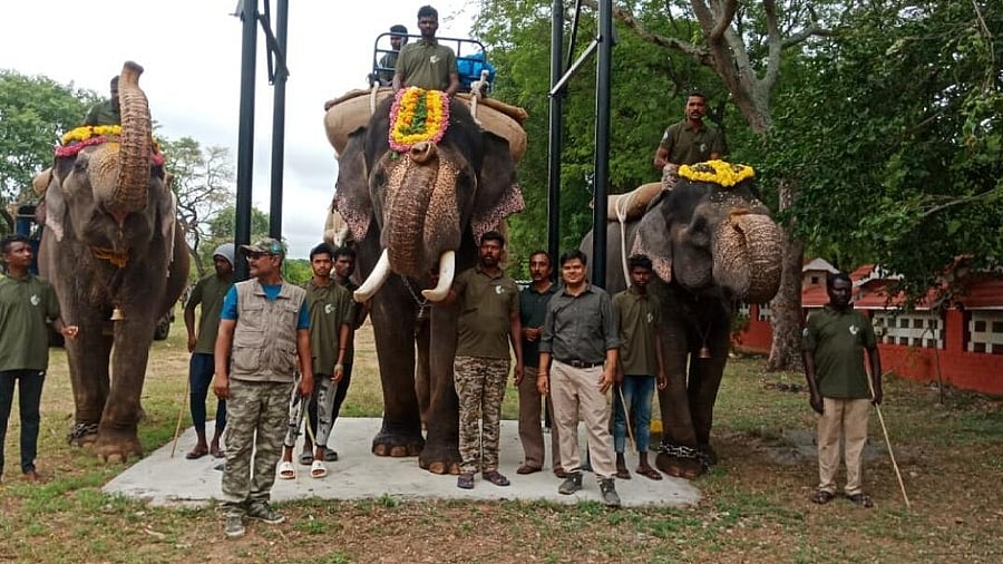 <div class="paragraphs"><p>Dasara elephant Mahendra trained to carry 575 kg sandbag to accustom him to carry 750 kg golden howdah.&nbsp;</p></div>