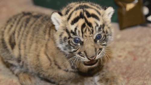 <div class="paragraphs"><p>Representative image of the cubs.</p></div>