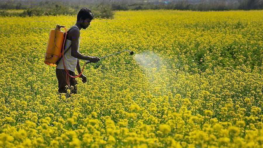 <div class="paragraphs"><p> Farmer at mustard field.&nbsp;</p></div>