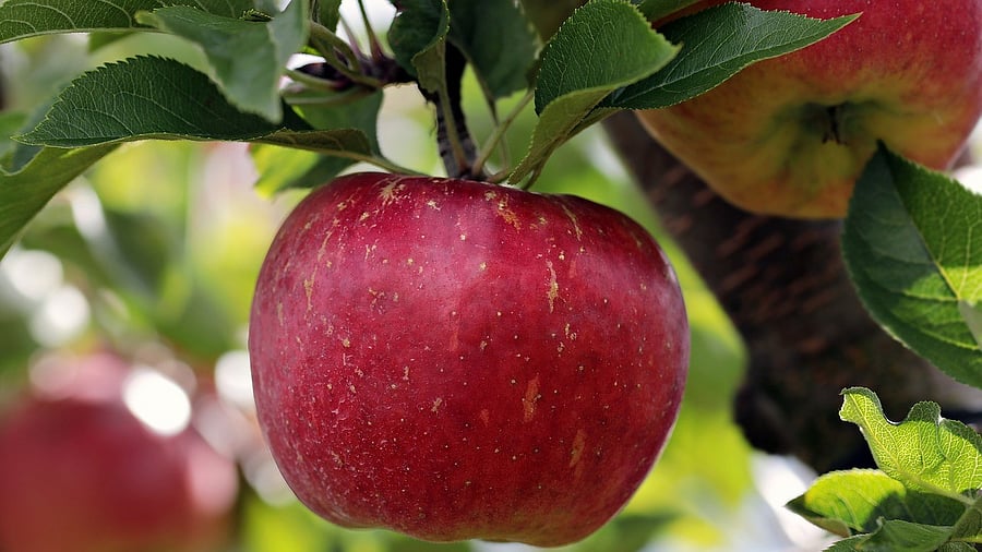 <div class="paragraphs"><p>Representative image of apple. </p></div>