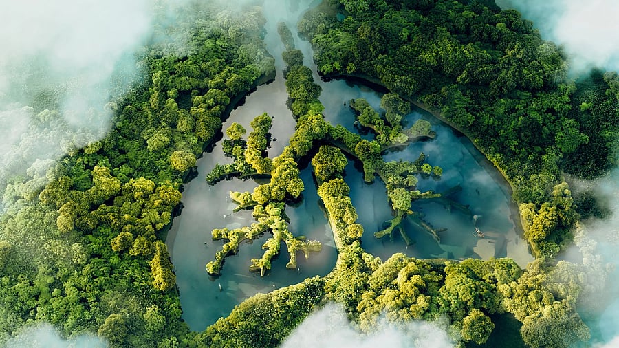 <div class="paragraphs"><p>Representative image shwoing greenery. </p></div>