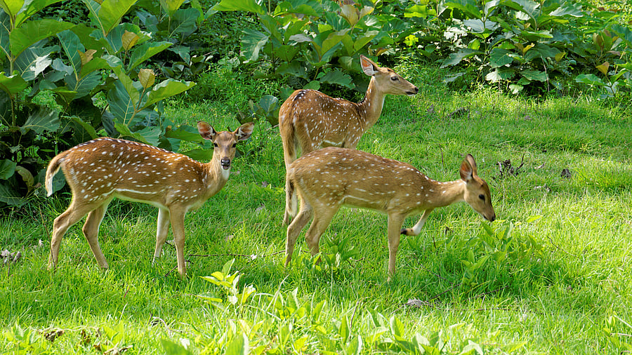 <div class="paragraphs"><p>A herd of chital or spotted deer found in Bandipur National Park.</p></div>