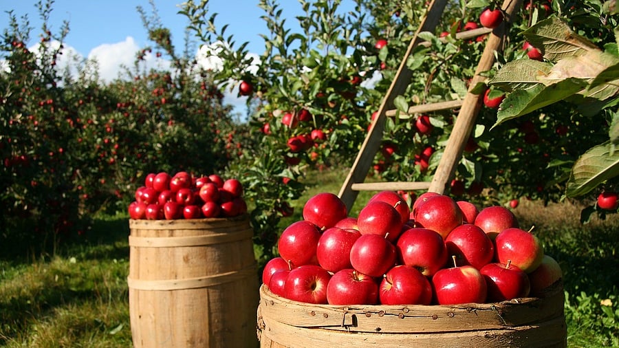 <div class="paragraphs"><p>Representative image of apple. </p></div>