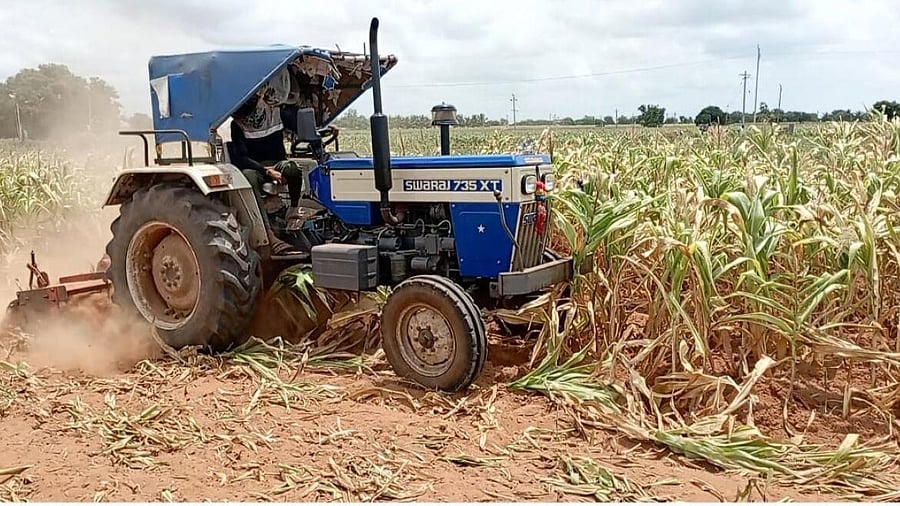 A farmer clearing the withered maize crop in Alavandi village of Koppal taluk.