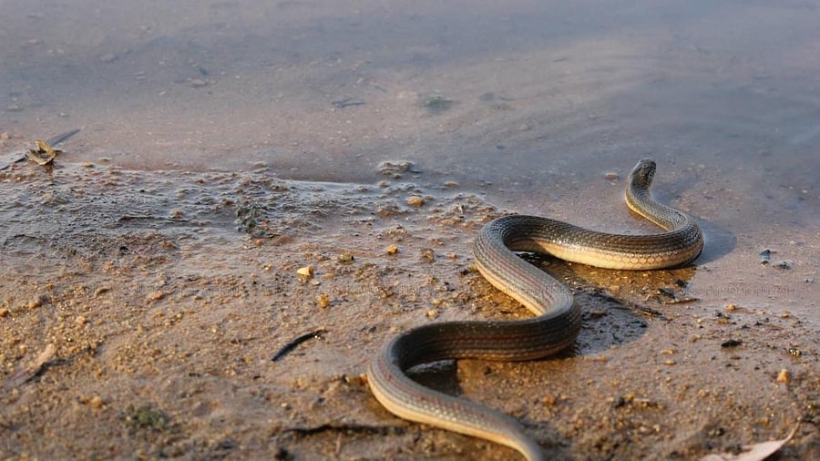 <div class="paragraphs"><p>The snake bit them when they were asleep inside their home. (Representative image)</p></div>