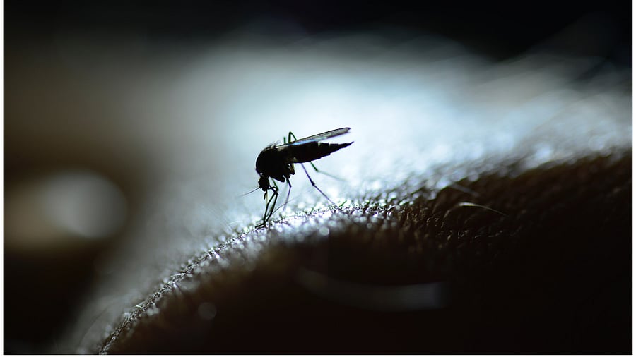 <div class="paragraphs"><p>Representative picture of a dengue-spreading mosquito.</p></div>