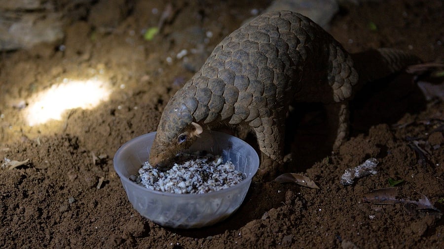 <div class="paragraphs"><p>Representative image of a Pangolin.  </p></div>