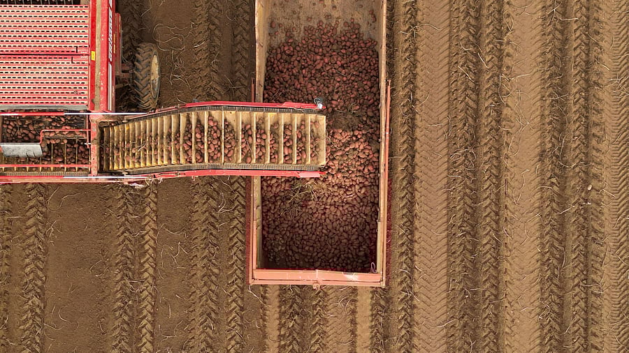 <div class="paragraphs"><p>Potatoes beiing harvested. </p></div>