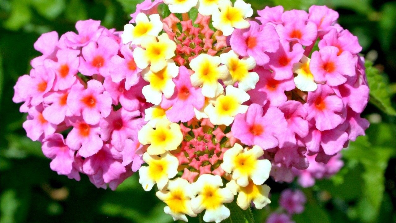 Lantana flowers