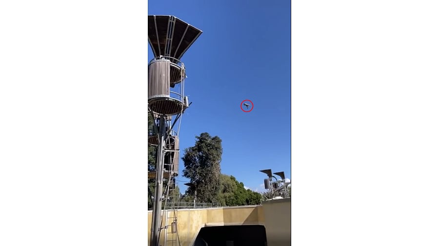 <div class="paragraphs"><p>Screengrab of the video, where the object encircled in red is the possum being flung by the orangutan from the treehouse.</p></div>
