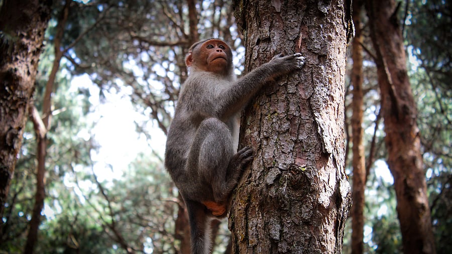 <div class="paragraphs"><p>Representative image of ape climbing a tree.</p></div>