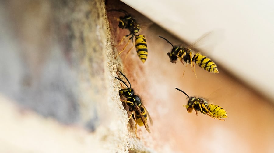 <div class="paragraphs"><p>Representative Image. </p></div>