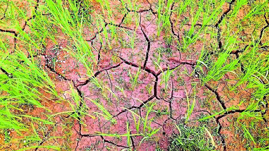<div class="paragraphs"><p>A parched paddy field in Karkala taluk of Udupi district. </p></div>