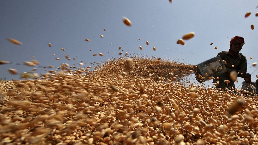 <div class="paragraphs"><p>Indian wheat. </p></div>