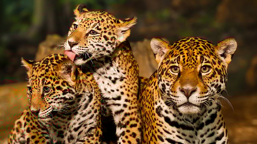<div class="paragraphs"><p>An image of an adult leopard with two cubs.</p></div>
