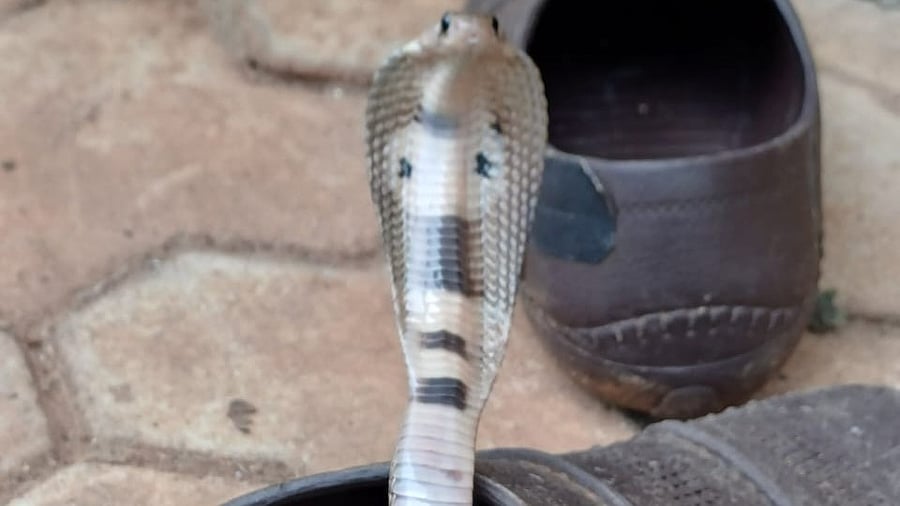 <div class="paragraphs"><p>The cobra in the footwear. </p></div>