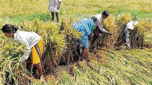 <div class="paragraphs"><p>Representative image of agriculture.</p></div>