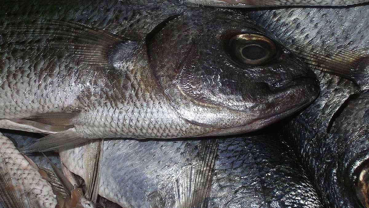 Untreated Sewage and Water Stagnation Cause Mass Fish Deaths Near Mangaluru