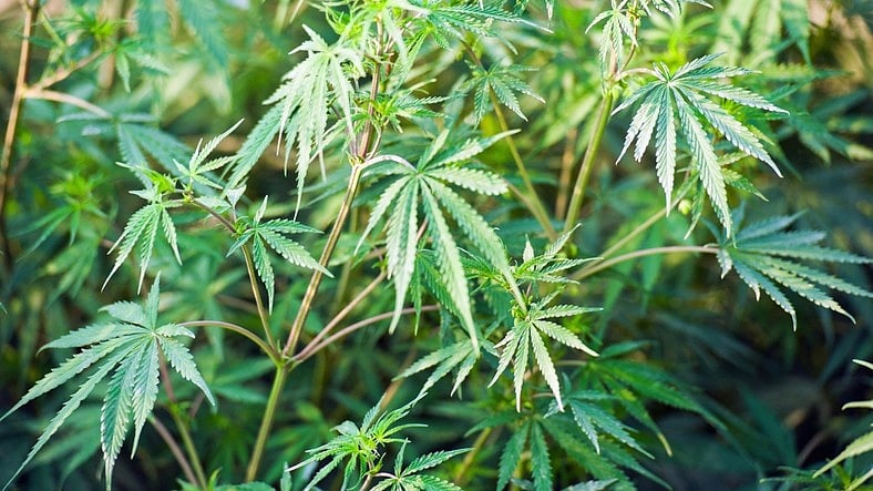 <div class="paragraphs"><p>Cannabis plant (Image for representation).</p></div>