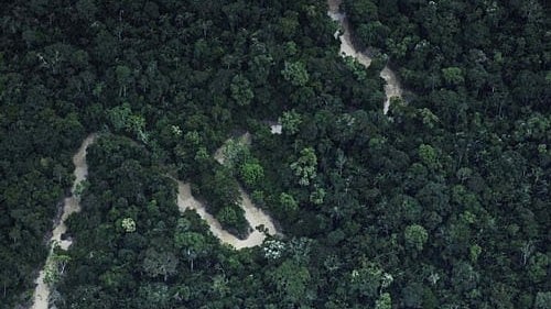 <div class="paragraphs"><p>Tropical Forests.</p></div>