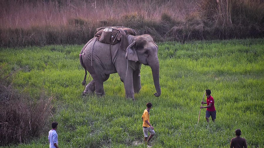 <div class="paragraphs"><p>Representative image of an elephant gone rogue. </p></div>