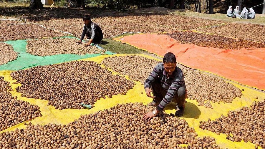 <div class="paragraphs"><p>Kashmiri people display walnuts for sale at Aalamguni in South Kashmir’s Shopian district.</p></div>