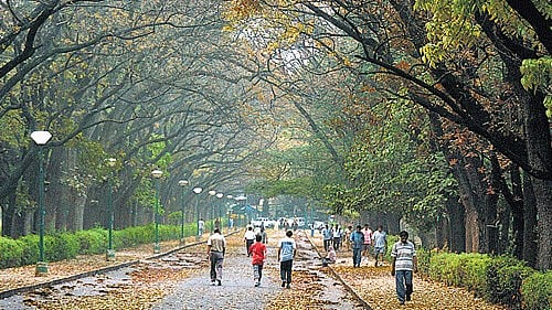 <div class="paragraphs"><p>Cubbon Park. DH file photo</p></div>