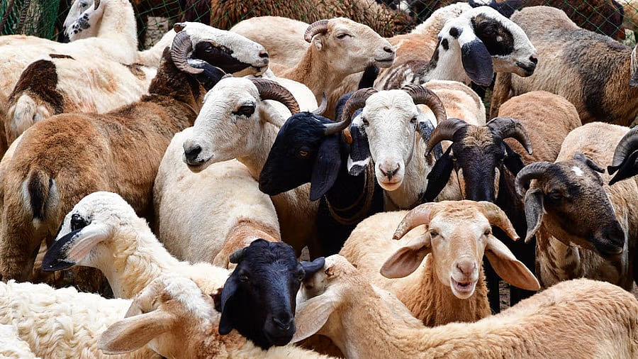 <div class="paragraphs"><p>Goats and sheeps</p></div>