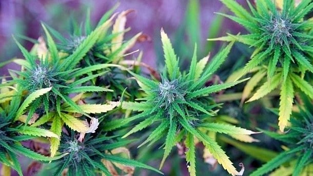 <div class="paragraphs"><p>The cultivation of cannabis. </p></div>