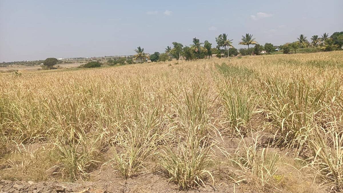 Siddaramaiah govt briefs central team visiting K'taka to assess drought ...