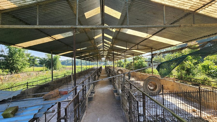 <div class="paragraphs"><p>A pig farm in Manipur.</p></div>