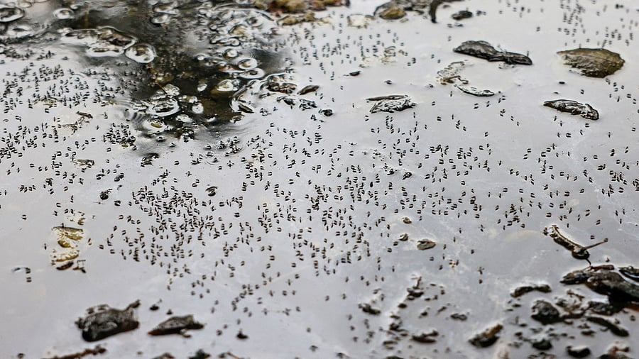 <div class="paragraphs"><p>Mosquitoes seen on stagnant water on the roadside.</p></div>