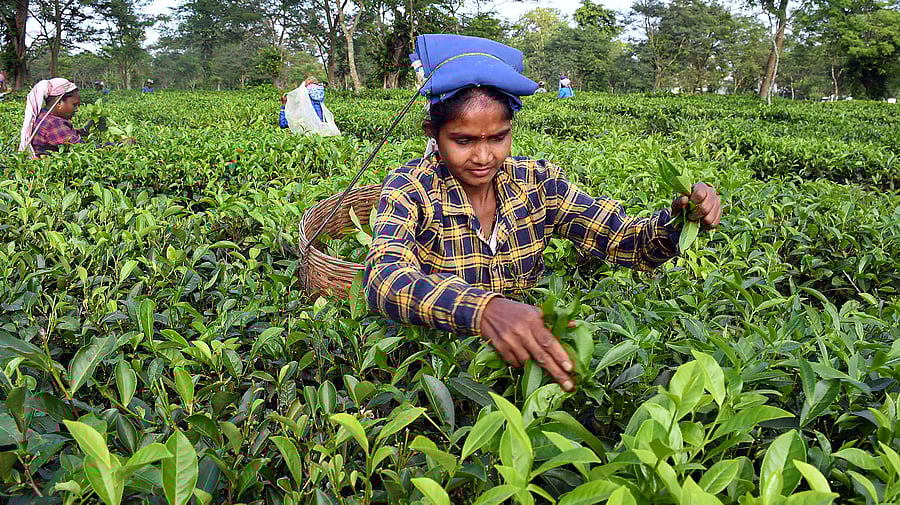 <div class="paragraphs"><p>Workers pluck tea leaves at a tea garden, in Dibrugarh</p></div>
