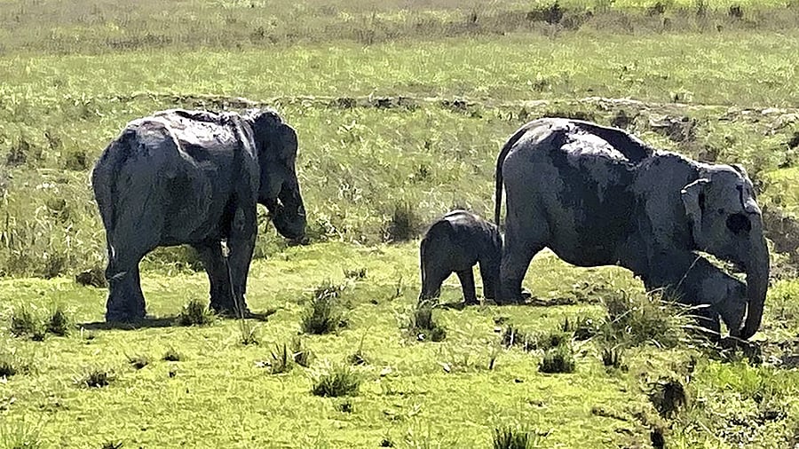 <div class="paragraphs"><p>Elephants roam inside the Kaziranga National Park.</p></div>