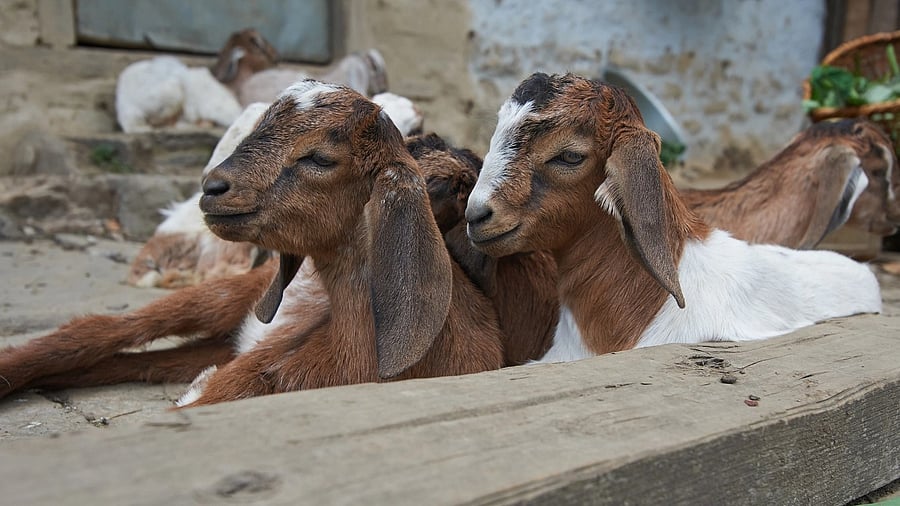 <div class="paragraphs"><p>Representative image of goats.</p></div>
