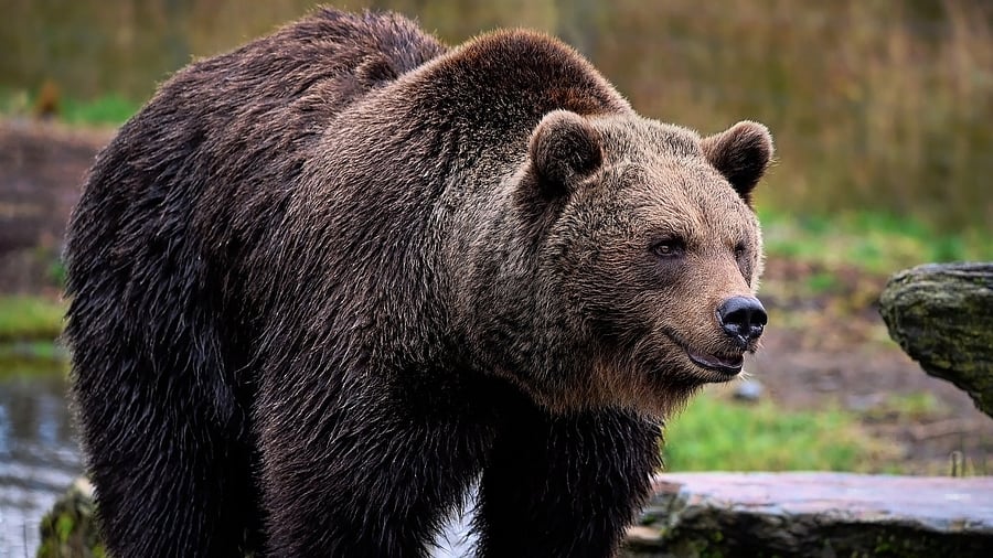 <div class="paragraphs"><p>Bear attack. Representative image</p></div>