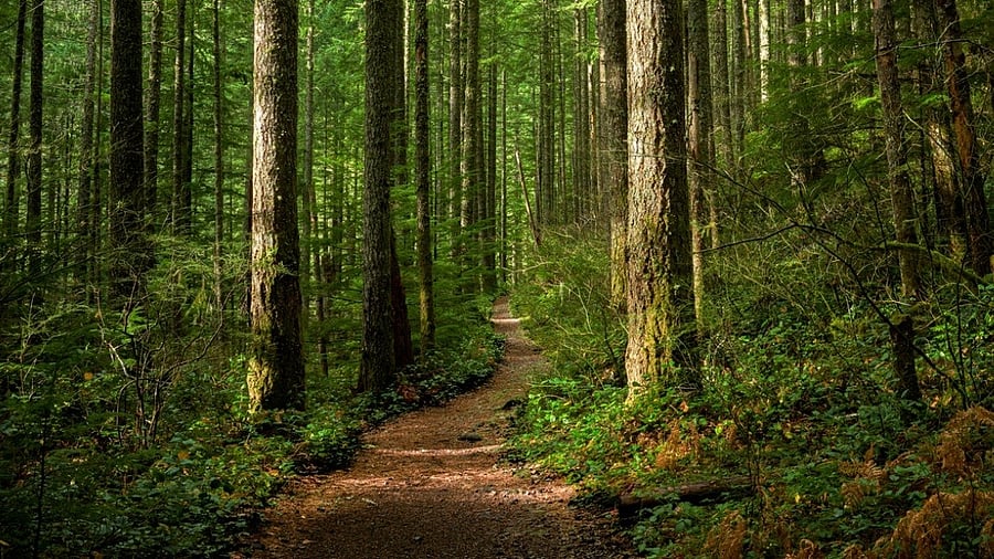 <div class="paragraphs"><p>Forest representative image.</p></div>