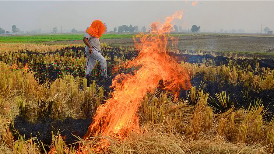 <div class="paragraphs"><p>A farmer burns stubble in a paddy field on the outskirts of Amritsar, Sunday, Oct. 29, 2023.</p></div>