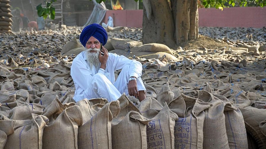 <div class="paragraphs"><p>A farmer sits among bags containing wheat at Bhagtanwala grain market in Amritsar. </p></div>