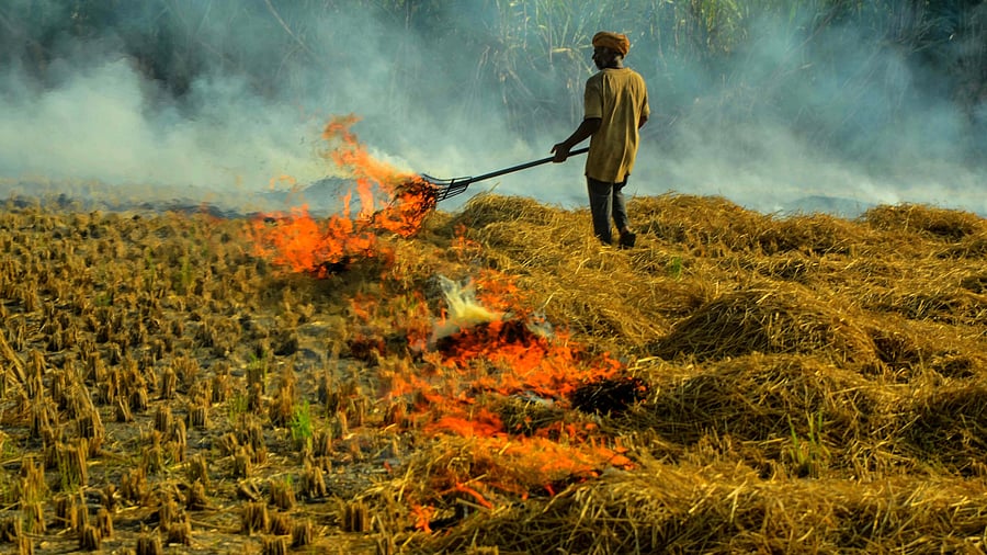 <div class="paragraphs"><p>A farm worker burns stubble after harvesting of paddy crop at a village near Patiala.</p></div>