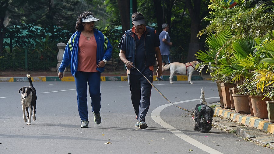 Keep your pets on leash when you take them out in public spaces, says activists. Pic for representation